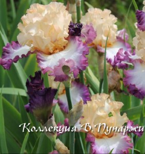 passionate kisses